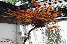 Maple anese maple tree problems and diseases care for your anese maple trees anese maple tree acer palmatum anese maple winter damage anese maple. How To Grow And Care For Bloodgood Japanese Maple Trees