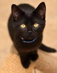 Is Playtime Over Black Cats Are The Best They Are So Mysterious Looking And Cute And Those Orange Eyes Are Always Full White Cats Beautiful Cats Cute Cats