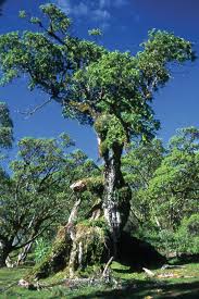 Image result for Hagenia abyssinica