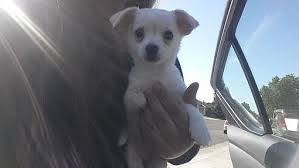 Find and adopt a pet on. Sacramento Ca Chihuahua Meet 3 Legged Hope A Pet For Adoption
