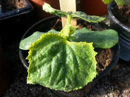 The spotted cucumber beetle has a yellow back with black spots. How To Identify Squash Seedlings