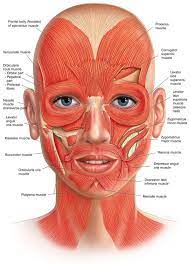 How Does Facial Reflexology Make You More Beautiful Facial Anatomy Face Muscles Anatomy Muscle Anatomy