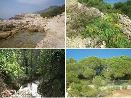 Image result for Chlorophytum amplexicaule