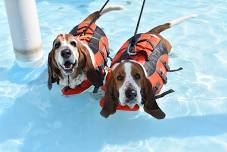 Doggie Dive at Knoebels