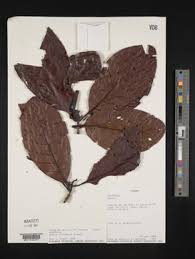 Image result for Afrocanthium lactescens