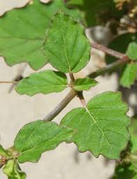Image result for Boerhavia erecta