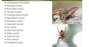Cockroach control by hearts pest management. Eco Welfare Pest Control Address Guru