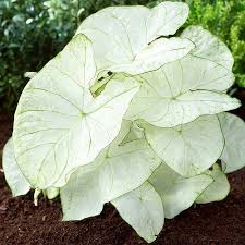 Image result for Caladium
