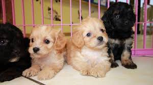 Please go through all the pages on our website before you inquire about getting on our list for a puppy! Cuddly Cavapoo Puppies For Sale Georgia Local Breeders Near Atlanta Ga At Puppies For Sale Local Breeders