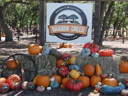 Check spelling or type a new query. Shadow Creek Pumpkin Farm Midlothian