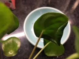 Penny our chinese money plant is the perfect plant for beginners and busy londoners. Curly Leaves On Pilea Peperomioides No Worries Youtube