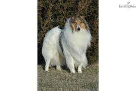 Pin On Adoptable Dogs