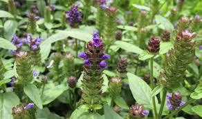 Select your state to view the common weeds found where you garden. 20 Common Weeds And Their Scientific Names Pictures Insightweeds