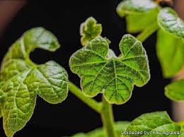 Image result for Pyrenacantha