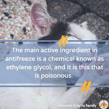 Avoid giving your cat a home remedy unless instructed. Antifreeze Poisoning In Cats Certain Death Symptoms Treatment Prevention Our Pets Health