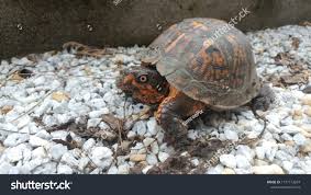 Eastern Box Turtle Orange Scales Shell Stock Photo Edit Now