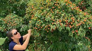 Can people eat dogwood fruit/berries? Introducing Kousa Dogwood Cornus Kousa The Edible Dogwood Tyrant Farms