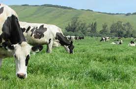 To Eat A Dairy Cow Taste
