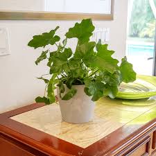 Indoor flowering plants home depot. Indoor Plants The Home Depot In 2021 Indoor Flowering Plants Best Indoor Hanging Plants Indoor Plants Names