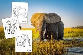 Baby elephant realistic color pencil sketch carry all pouch. 6 Realistic Elephant Coloring Pages To Print Print Color Fun
