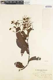 Image result for Craterispermum schweinfurthii