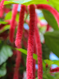 Image result for Acalypha hispida