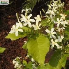 Image result for Holarrhena floribunda