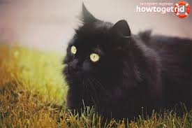 Chantilly Tiffany Kedinin Tanimi Ve Kedinin Karakteri