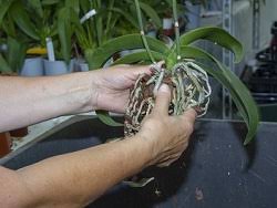 Das betrifft auch das umtopfen. Orchideen Umtopfen Orchideen Wichmann De Hochste Gartnerische Qualitat Und Erfahrung Seit 1897