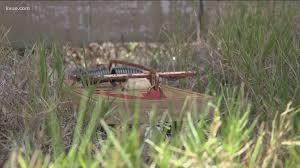 Pest control austin, united states, pest removal services, critters, extermination, vermin control, rat catcher. Are More Pests Popping Up Because Of The Covid 19 Pandemic Kvue Com