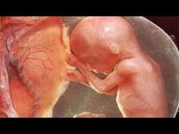 تكوين الجنين فى الشهر الرابع Youtube