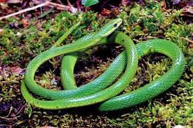 Rough Green Snake Green Snake Snake In The Grass Snake Wallpaper