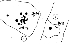 The format uses compression, but the files can still be large. Suastica De Os Covelos Costas Goberna Et Al 1984 Adaptado Download Scientific Diagram