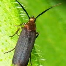 Image result for Scythris crypta