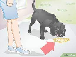 Bile is a natural digestive fluid that is produced in the liver. How To Diagnose Yellow Foamy Vomit In Dogs 6 Steps