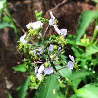 Image result for Aneilema umbrosum