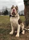 American Mastiff Puppies for Sale in USA, Page 1 (10 per ...