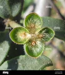 Image result for Erianthemum ngamicum