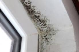 The most common places to find mold are tile grout, caulk and painted or wallpapered walls. Black Spots On Bathroom Wall Novocom Top