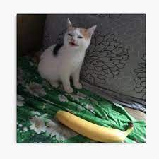 Anfisa Angry Cat No Banana Photographic Print By Xmememachinex69 Redbubble
