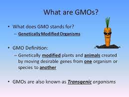 Genetically modified organism (gmo), organism whose genome has been engineered in the laboratory in order to favour the expression of desired physiological traits or the generation of desired biological products. Genetically Modified Foods What Are Gmos What Does Gmo Stands For Genetically Modified Organisms Gmo Definition Genetically Modified Plants And Ppt Download