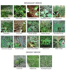 weed identification superior lawn care