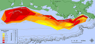 Image result for Hypoxis kilimanjarica