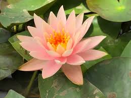 It strives to create a comprehensive tourism experience by. Bees And Water Lilies Tale To Tell Supernatural Archive Of Our Own