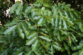 Image result for Khaya