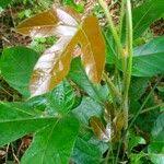 Image result for Manniophyton