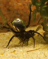 Everyone should have a reasonable amount of fear for this spider. 220 Arachnids Ideas Arachnids Arachnids Spiders Arthropods