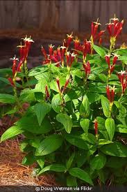 Image result for Spigelia