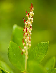 Check spelling or type a new query. Clethra On The Cape Plant Talk