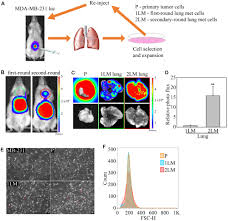 Frontiers Nicotinic Acetylcholine Receptor Subtype Alpha 9